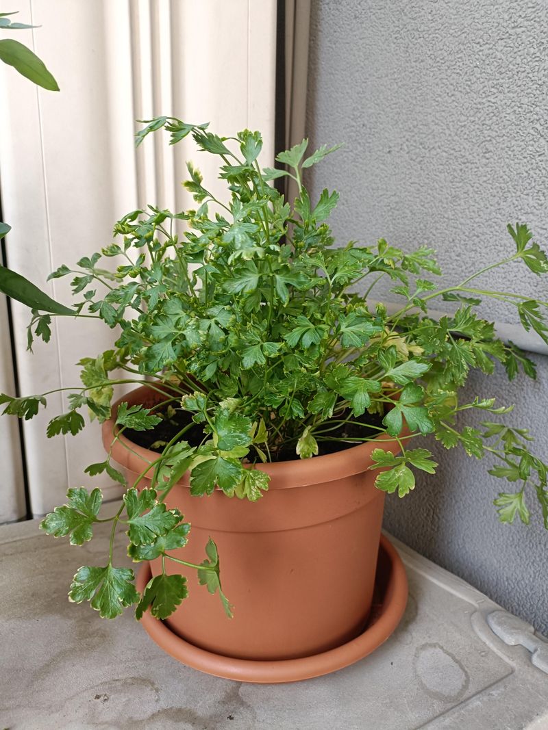 Parsley Germinates Well In Mild Winter Soil