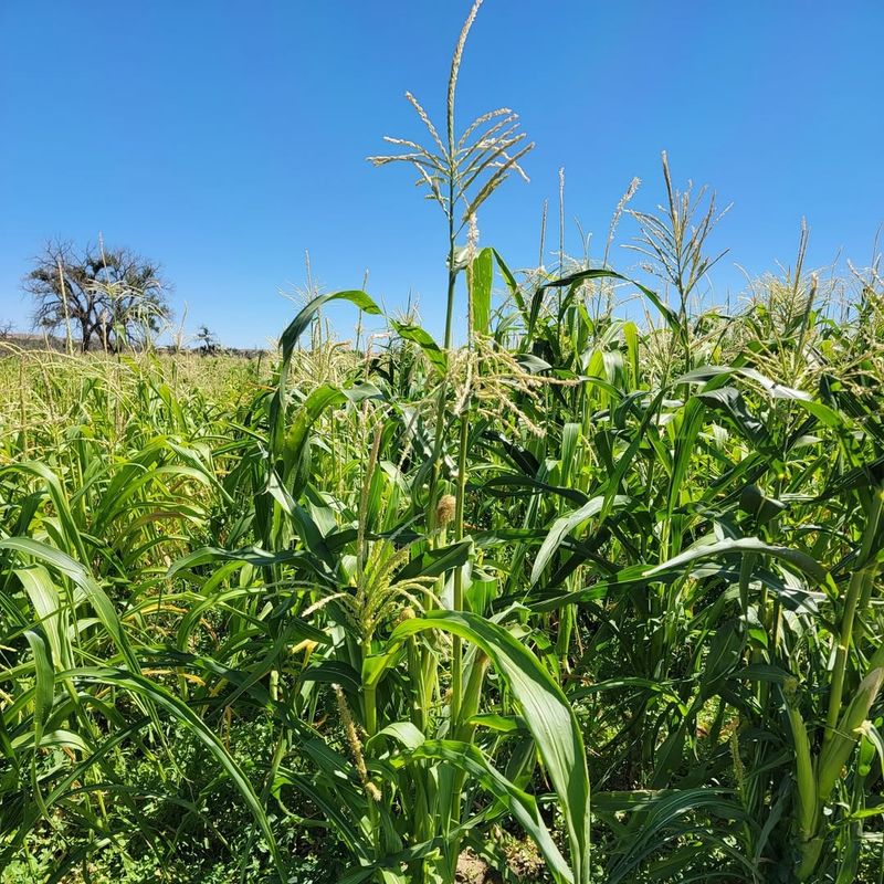 Tradition Meets Proven Results