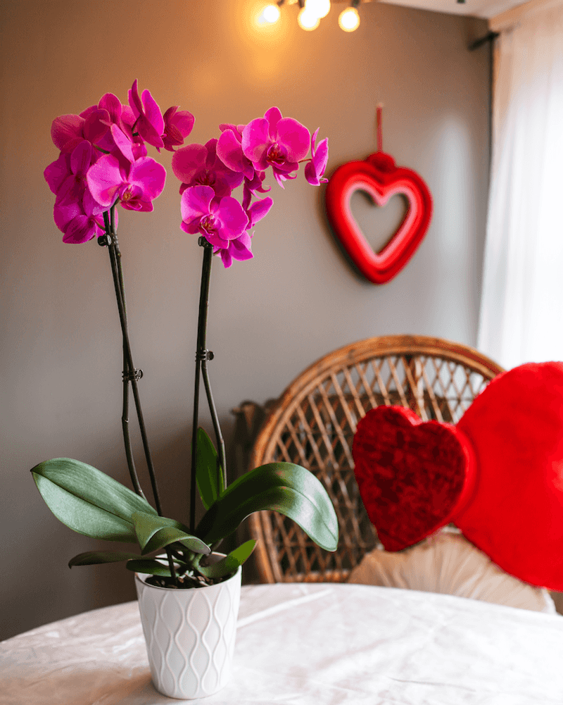 Join Ohio's New Flower Trend