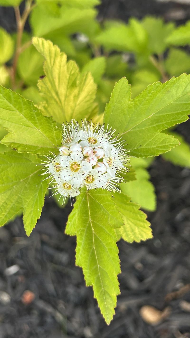 Plant It Once Enjoy Years Of Reliable Flowers