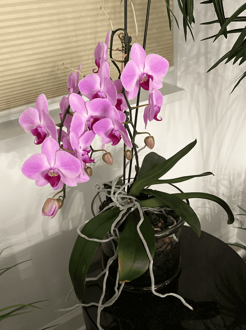 Care For Orchids And Enjoy Them For Months