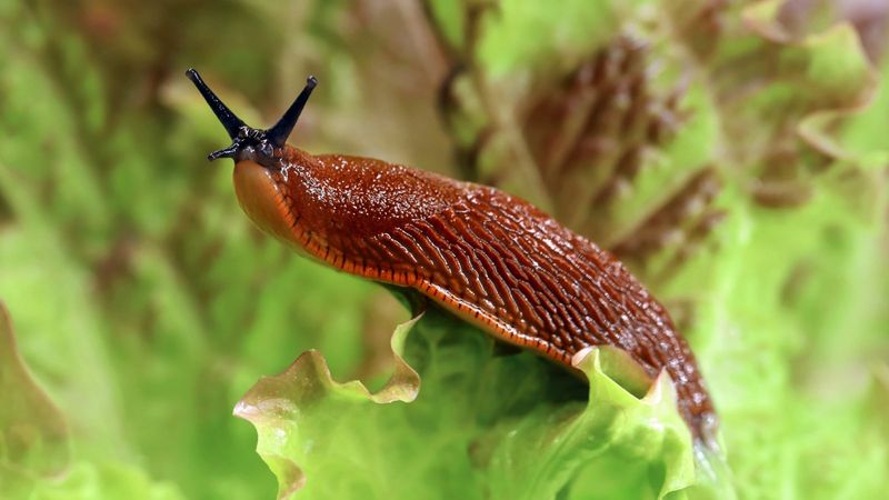 Keeping Plants Healthy Despite Slugs