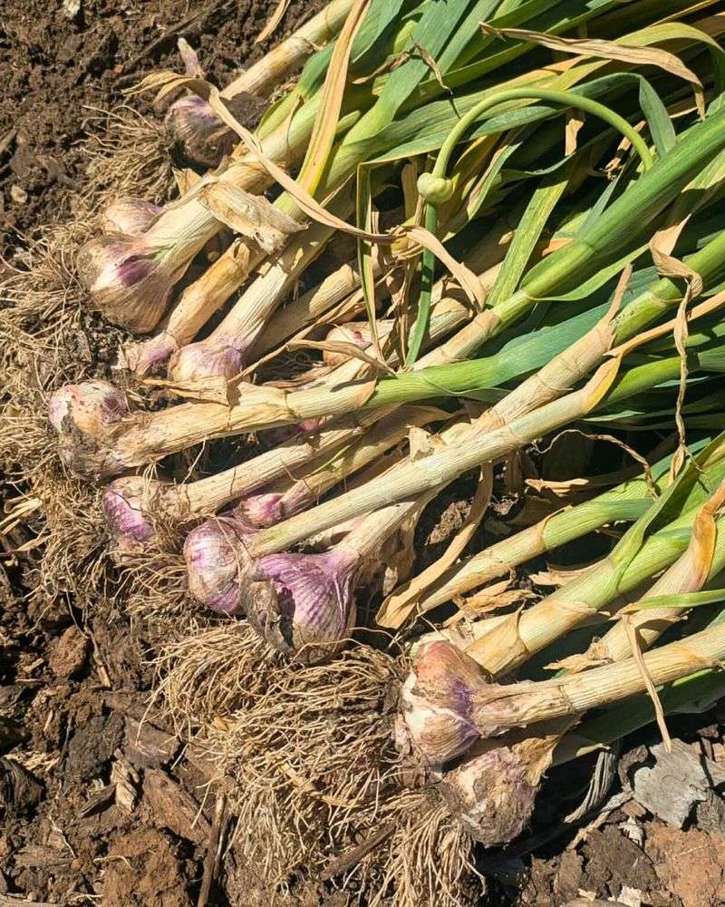 Slow Feeding Helps Garlic Size Up Before Warm Weather