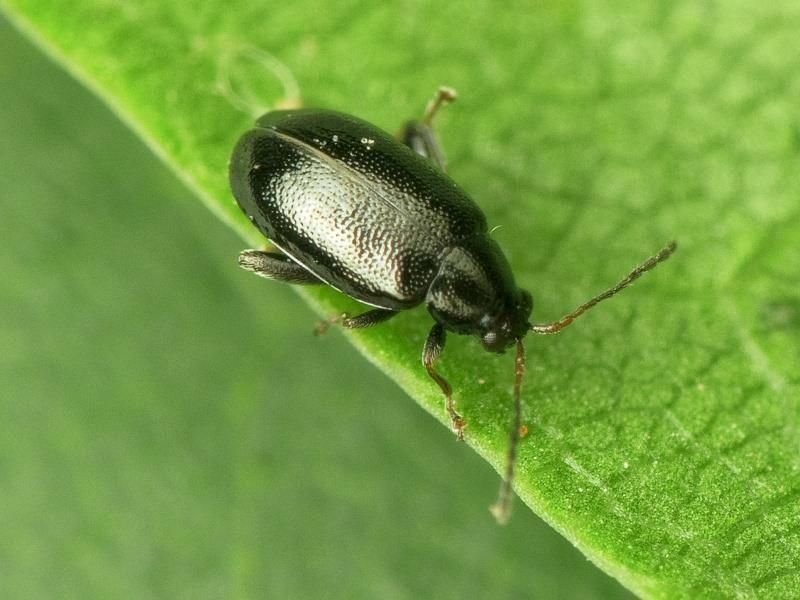 Garden Sanitation Reduces Overwintering Beetle Numbers