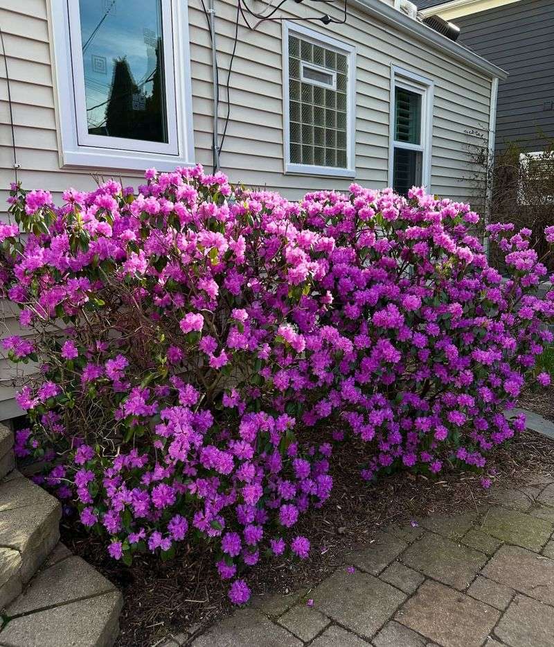 Evergreen Shrubs (rhododendron, azalea, camellia)