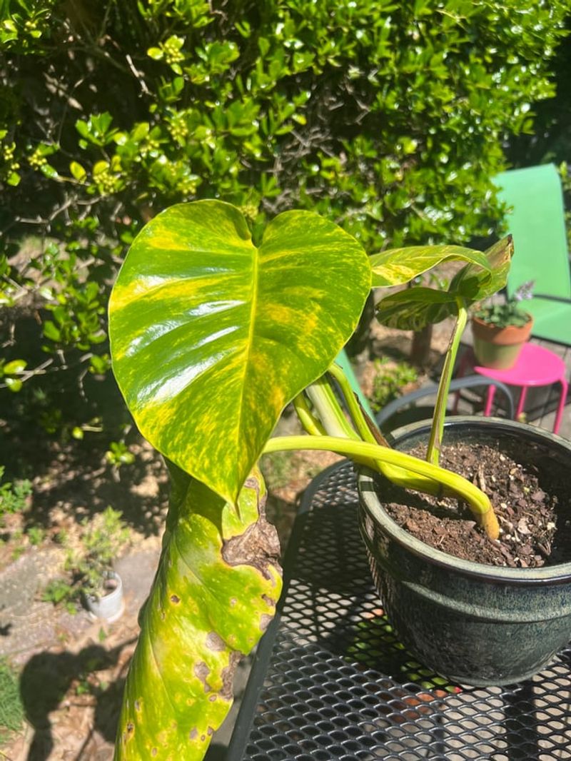 Florida Sun Can Be Intense