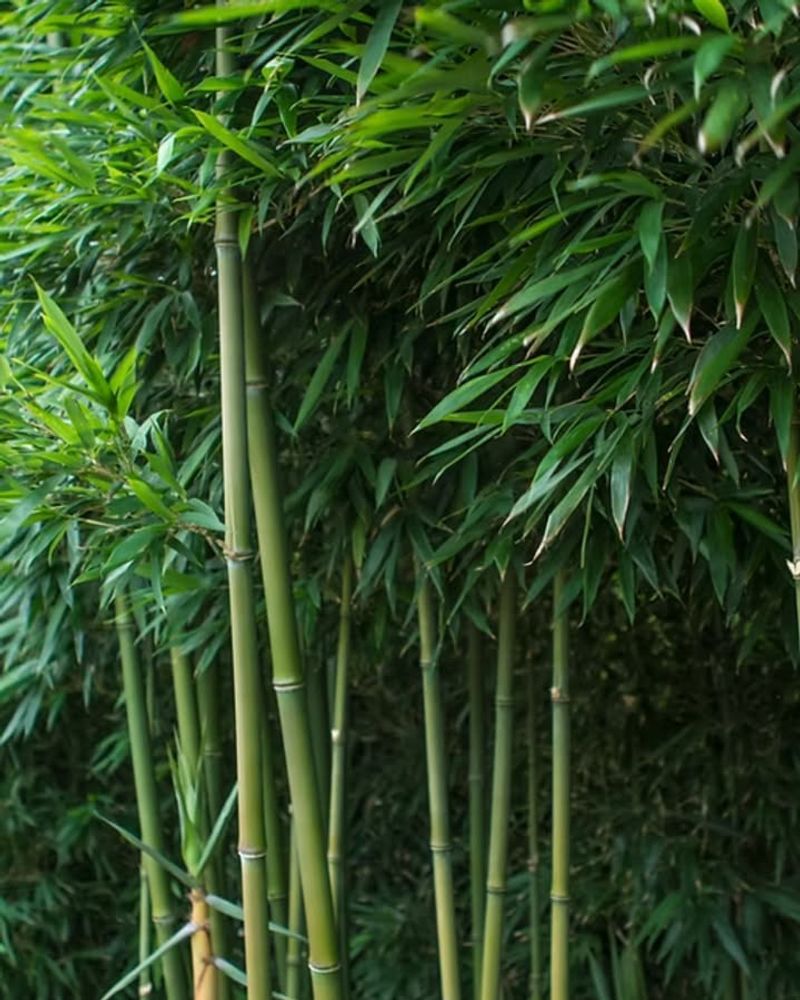 Bamboo (Clumping and Running Types)