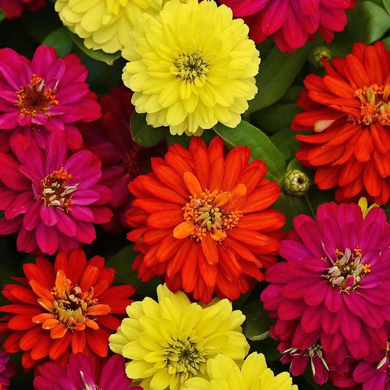 Zinnia Marylandica Resists Heat Better Than Traditional Zinnias