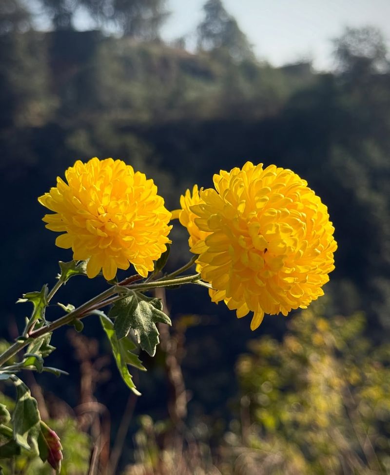 Yellow Chrysanthemum Finishes Fall With Color