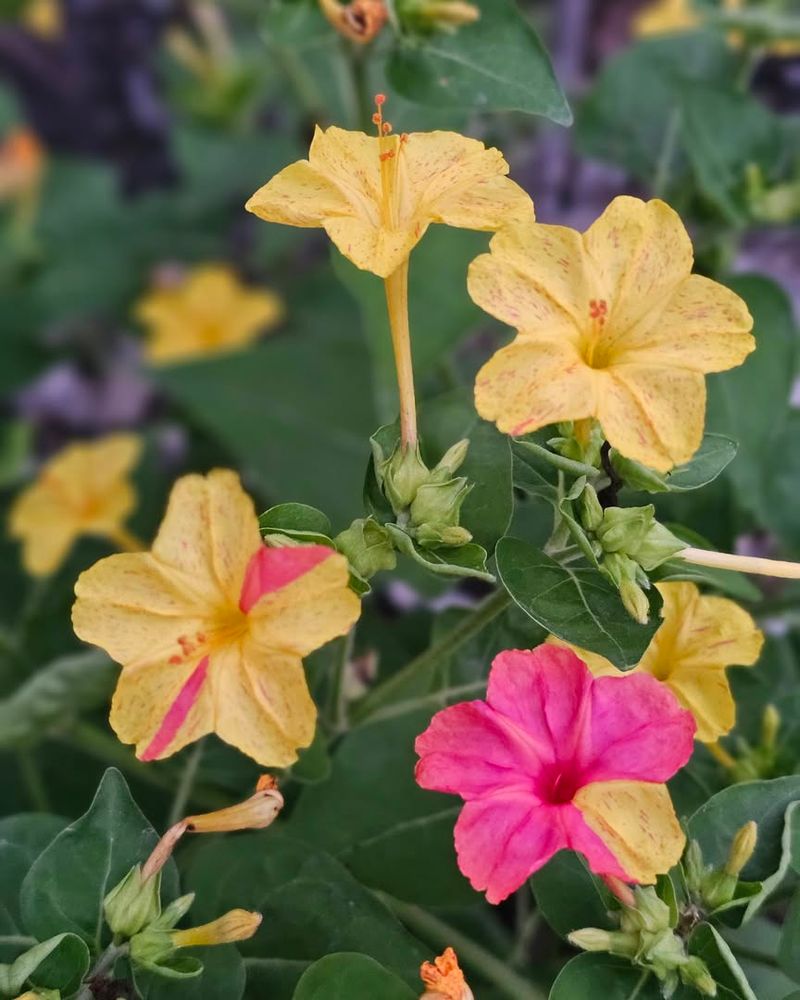 Four O'Clock (Mirabilis jalapa)
