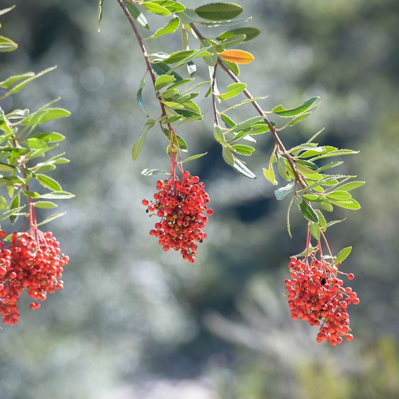 Winter Berries, Big Drama