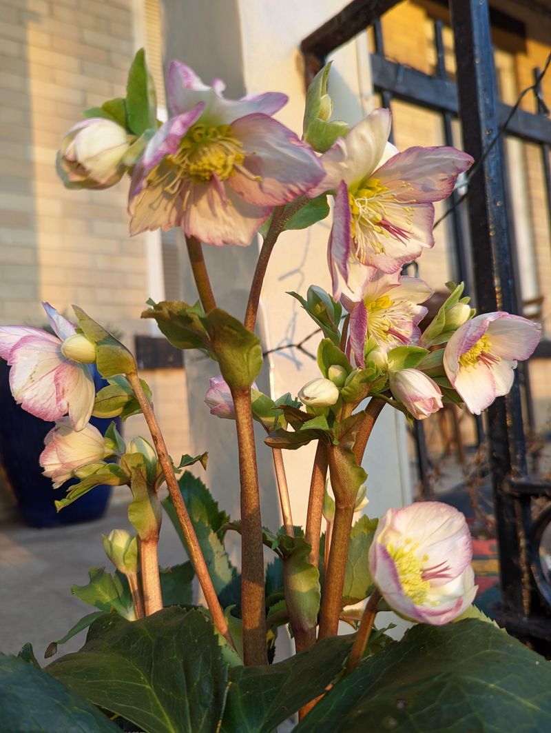 Perfect For Shady Entryways