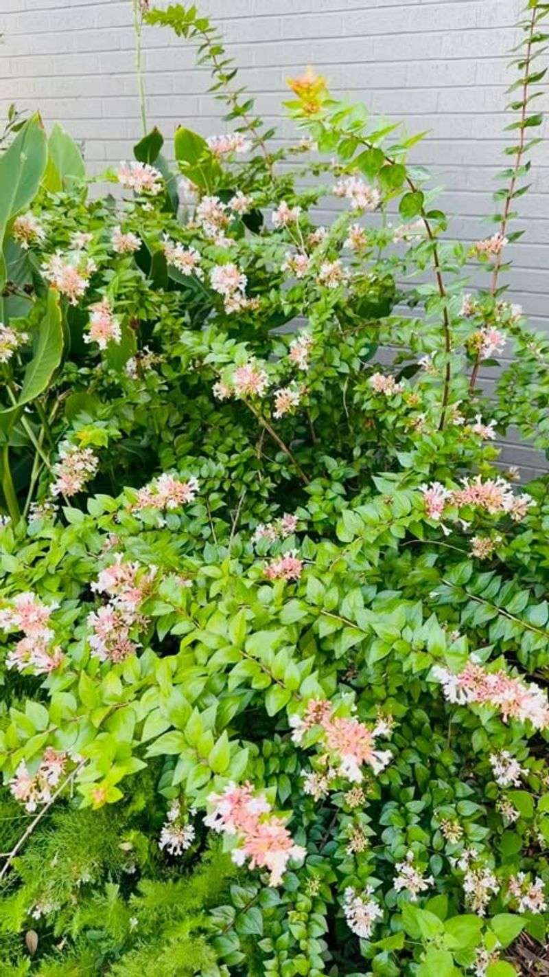 Long Bloom Seasons Keep Color Going With Abelia