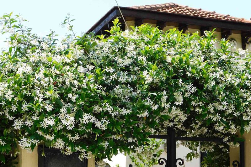 Thrives In Florida Heat And Humidity