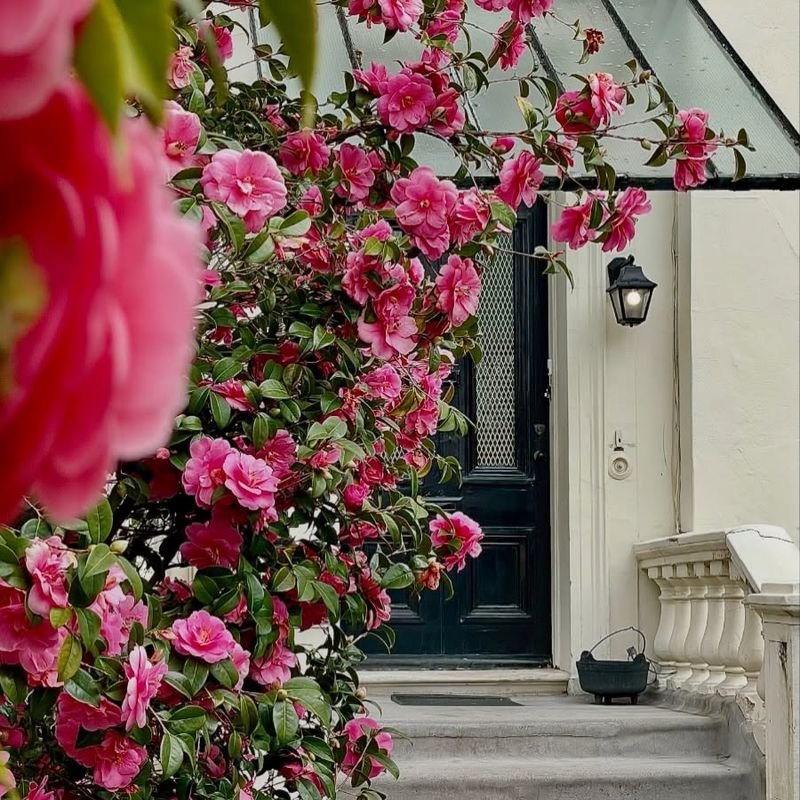 Winter And Early Spring Blooms Add Color When Little Else Flowers