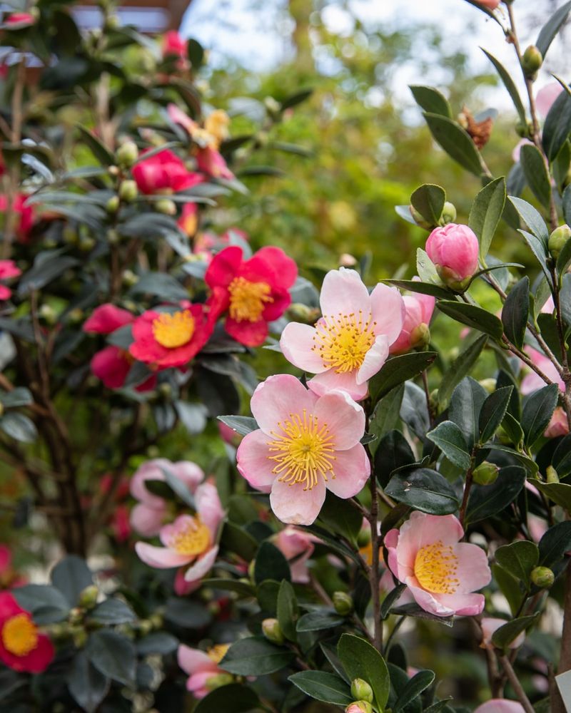 Winter And Early Spring Flowers Added Seasonal Color