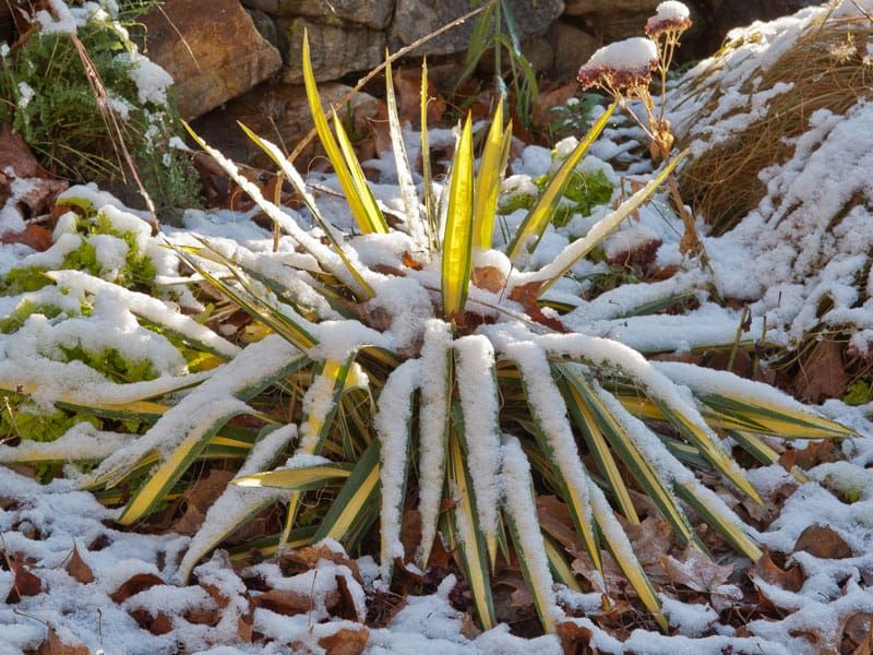 Bulbs And Perennials Survive Better Under Consistent Snow