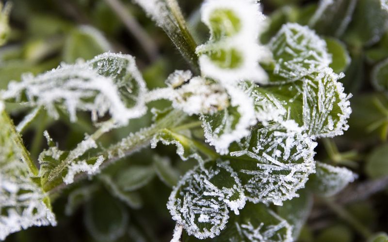 Repeated Freezing Can Damage Plant Cells