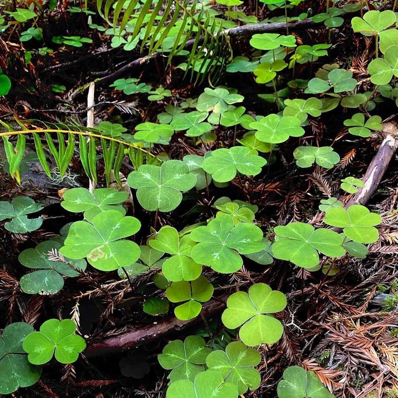 Oregon Oxalis / Redwood Sorrel (Oxalis oregana)