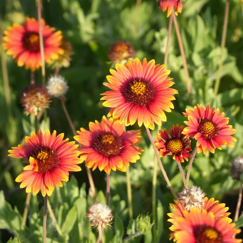 Long Blooming Season