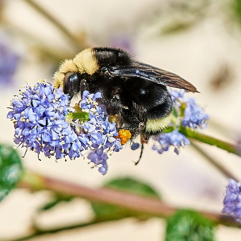 Pollinators Absolutely Love It