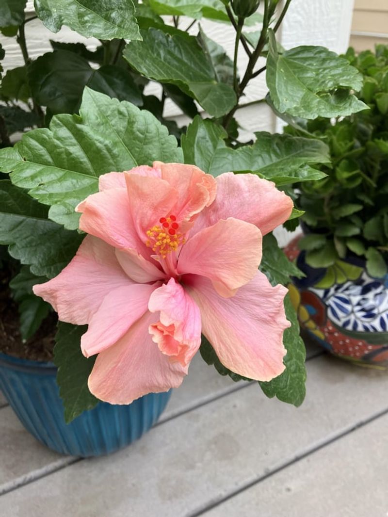 A Lively Look Makes Homes Feel More Inviting