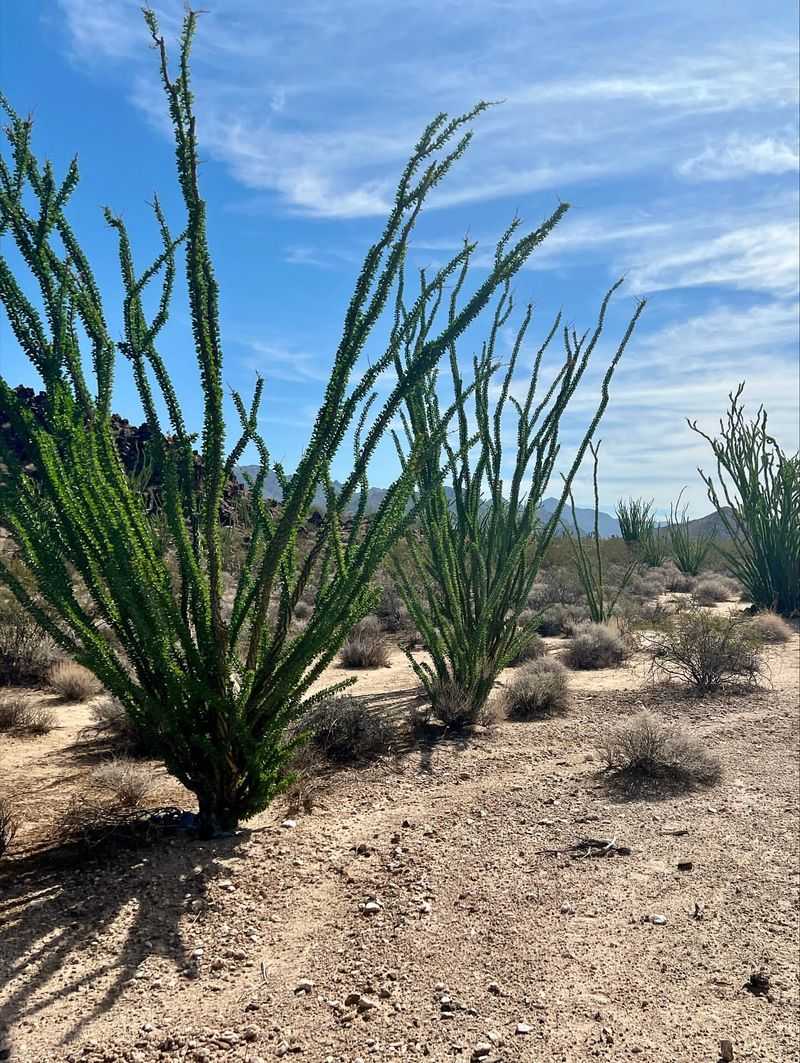 Natural Drought Adaptation Reduces Ongoing Water Demand