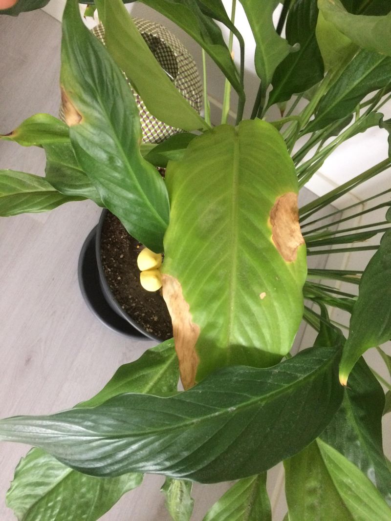 Brown Patches On Leaves