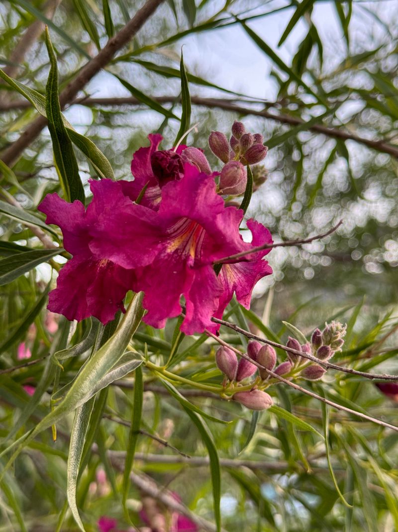 Desert Willow