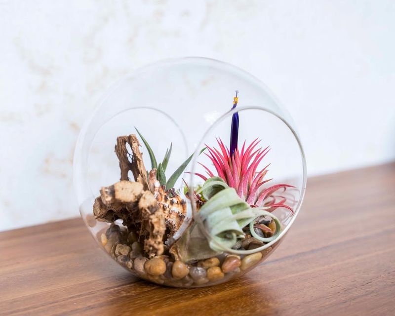 Air Plant Display
