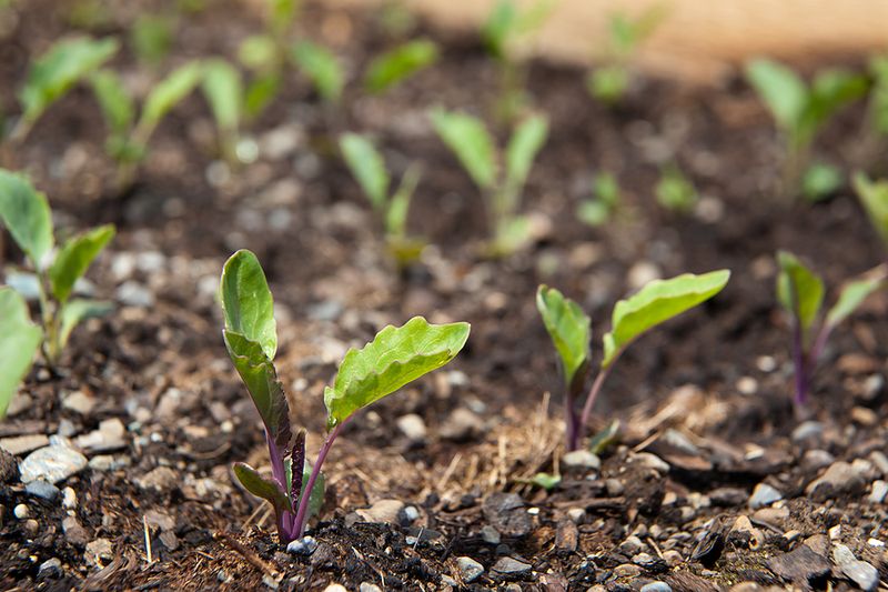 Thinning Seedlings Ensures Correct Final Spacing