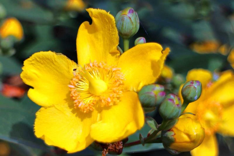 St. John's Wort Flowers On Fresh Post-Freeze Growth