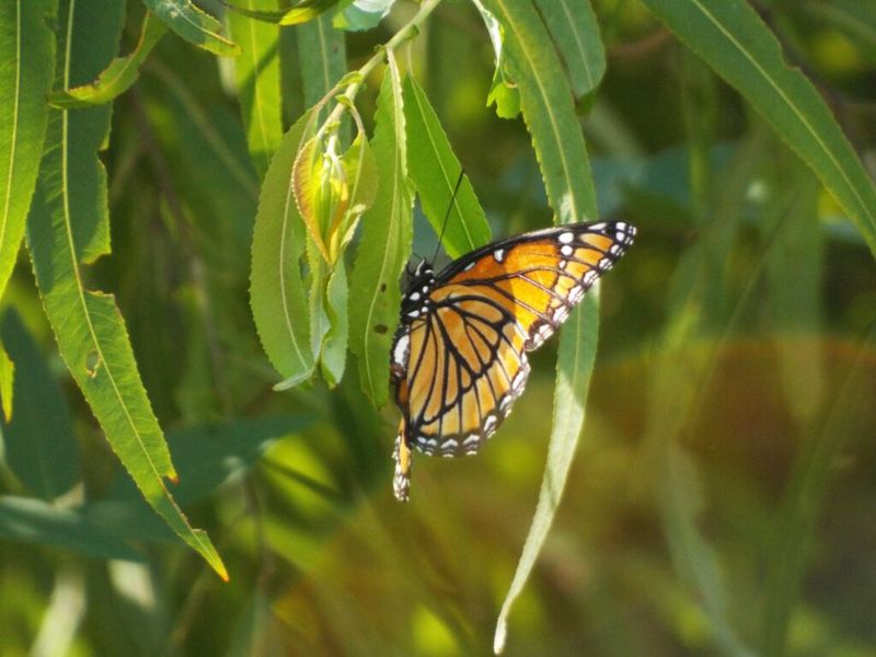 Willow Trees Support Viceroy Butterfly Caterpillars