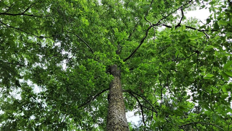 Hackberry Tree Feeds Unique Florida Butterfly Species