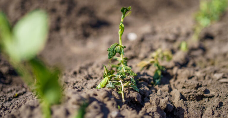 Young pea shoots damaged by frost in a spring