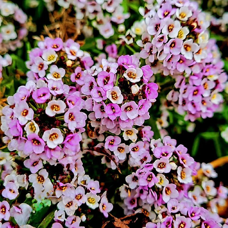 Sweet Alyssum (Lobularia maritima)