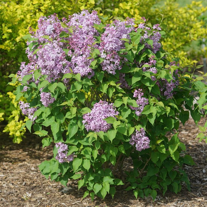 Fragrance Turned Lilacs Into Front-Yard Showpieces