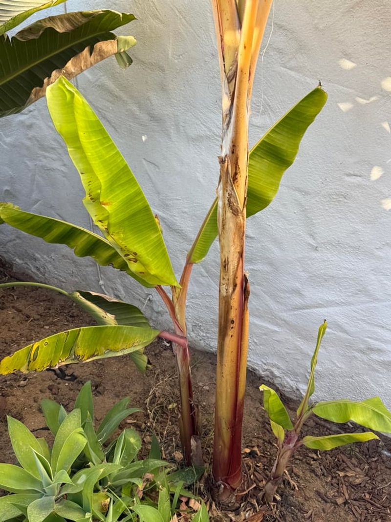 Overfertilizing Creates Nutrient Imbalance And Stress