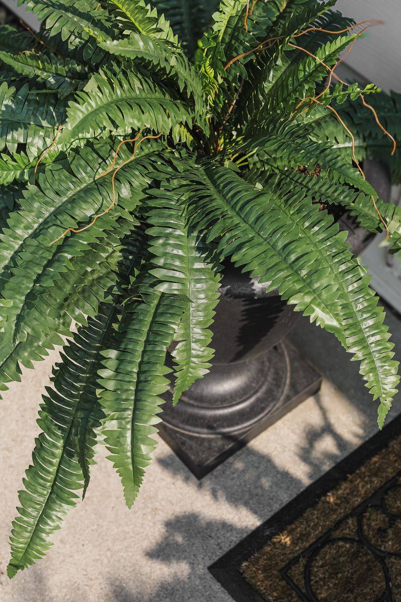 Imitation Ferns (e.g., Boston Fern Style)