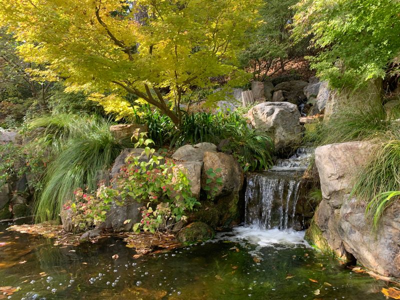 Native Plant Conservation And Education Are Key Goals