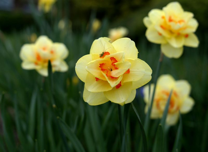 March Brings Daffodils And The Promise Of Something New