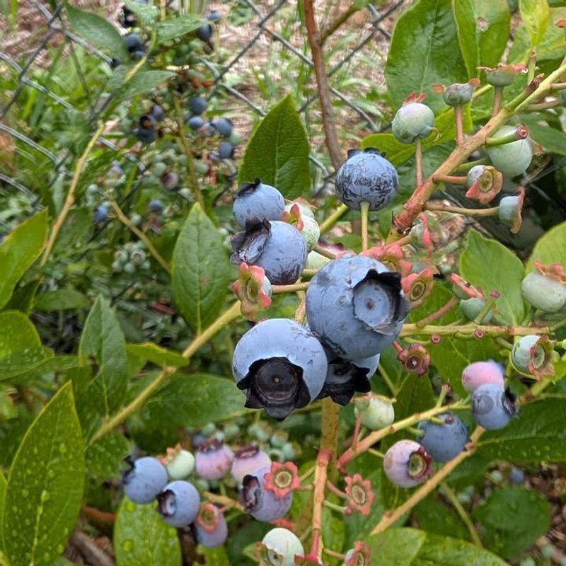 Pruning Blueberries Now Destroys Your Harvest
