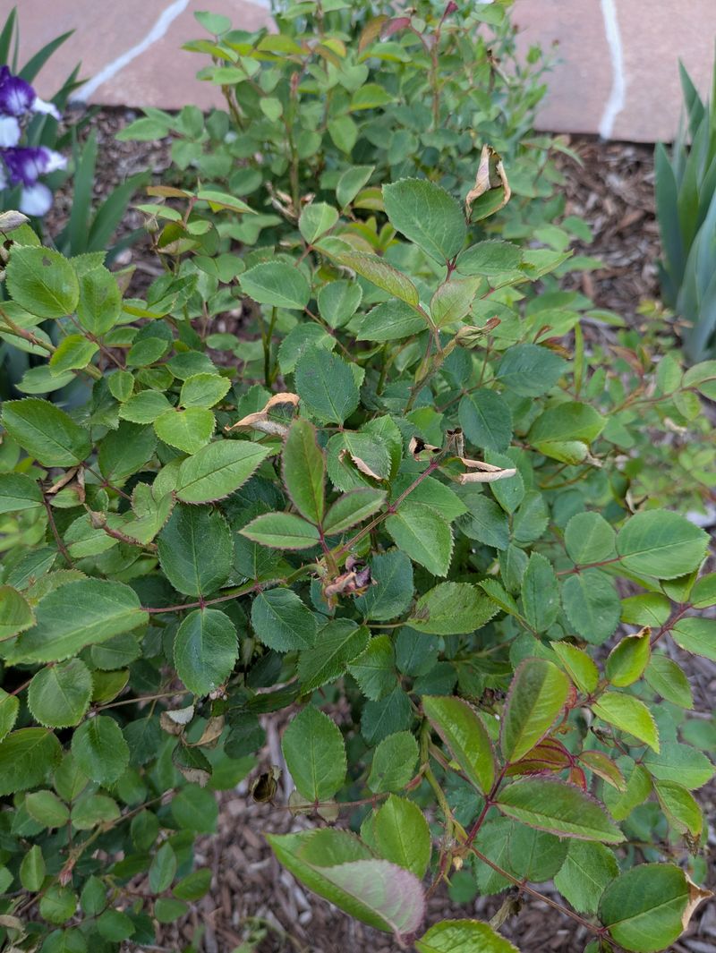 Remove Frost-Damaged Or Weak Canes First