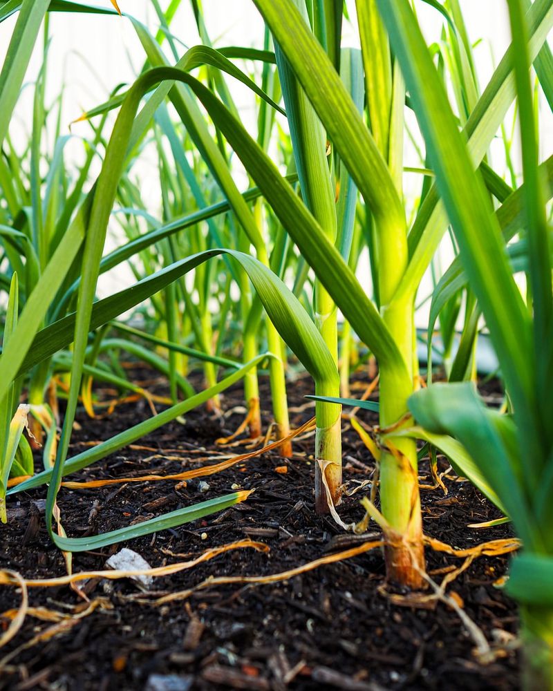 Best Planting Time Is Mid-October To Early November