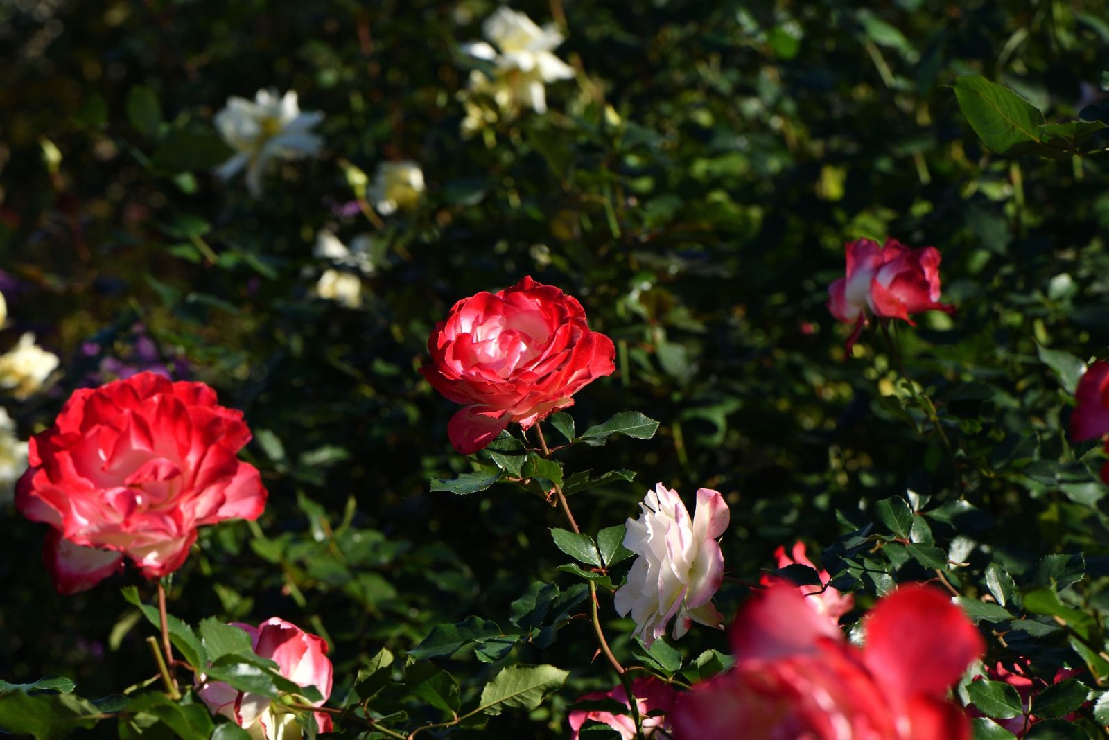 rose garden