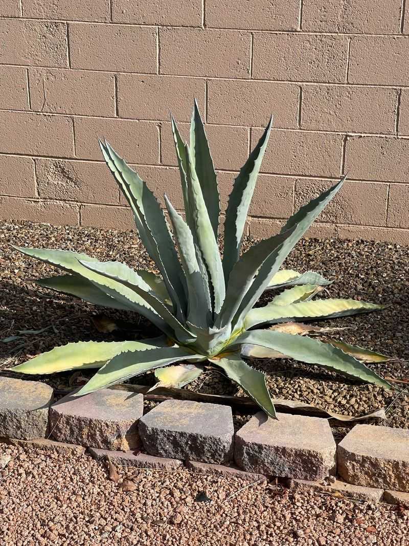 Cool Nights Slow Evaporation And Root Activity