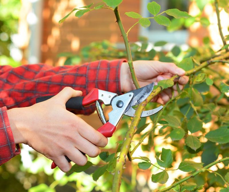 Finish Pruning Before New Growth Begins