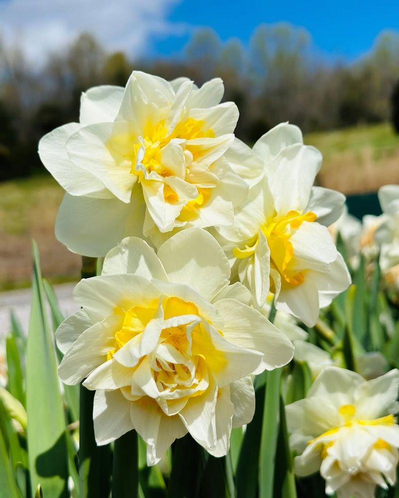 March — Daffodil