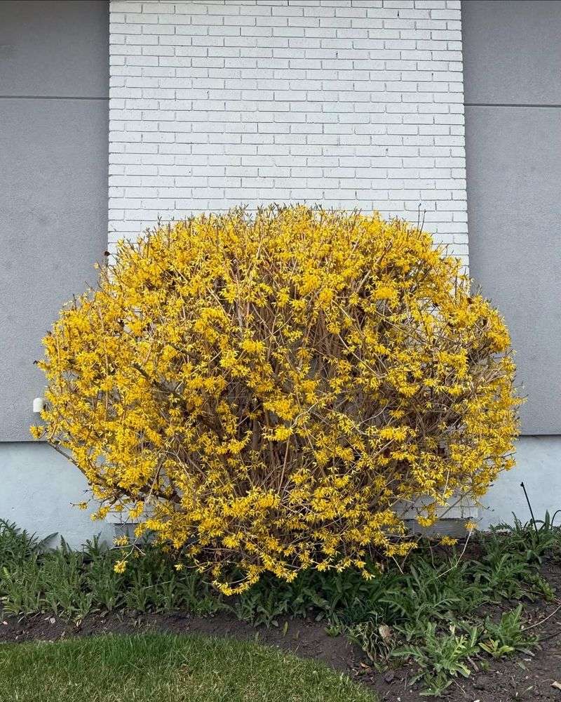 Encourage Strong New Growth Through The Season