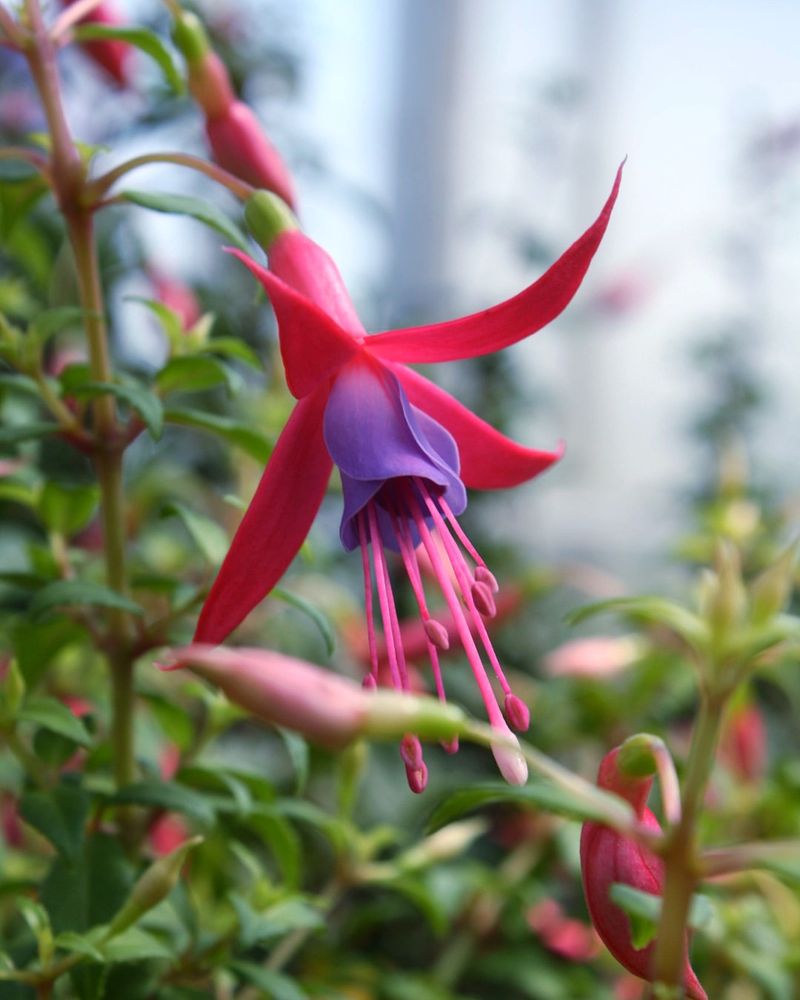 Prune And Pinch For Bushier Plants